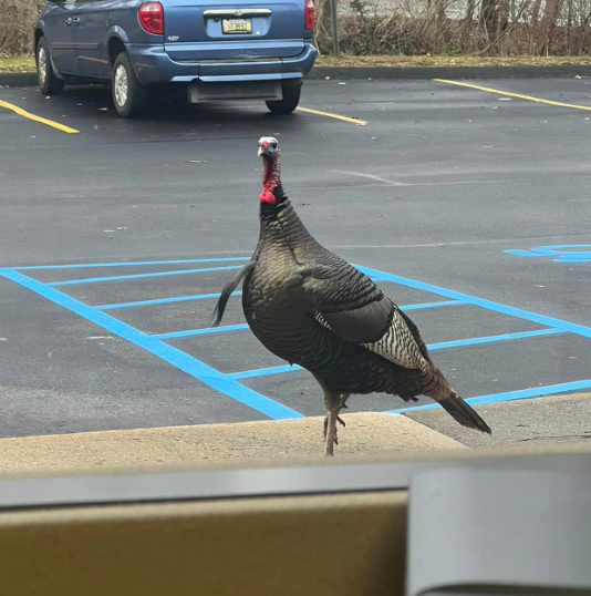 turkey in a parking lot