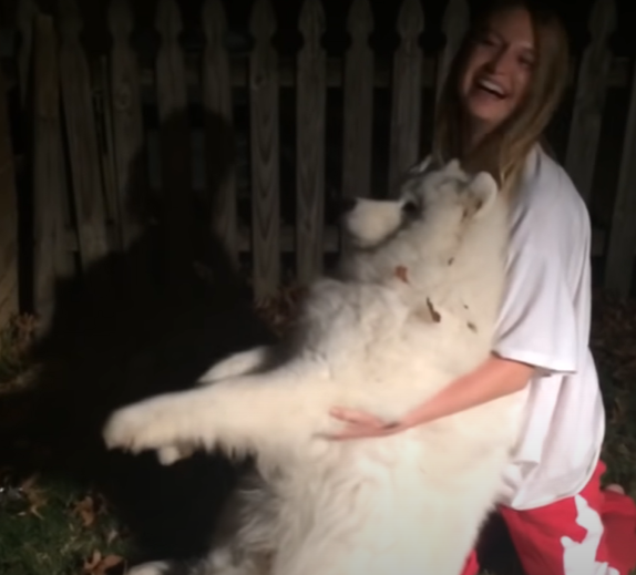 woman tries to pick up samoyed