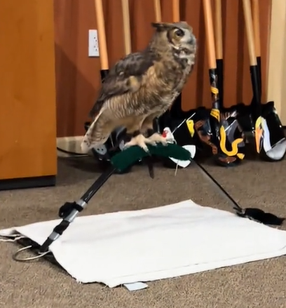owl on a stand