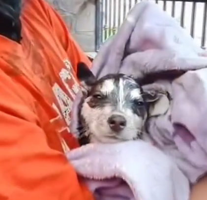 husky puppy wrapped in towel
