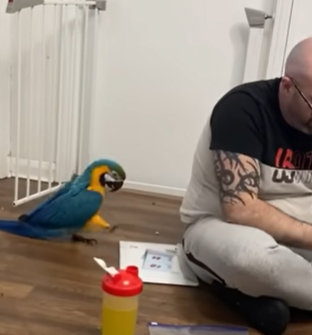 macaw sneaks up on dad