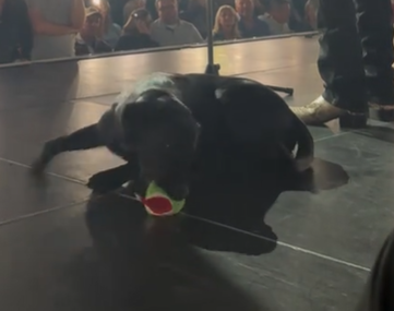 dog with toy at chase rice concert