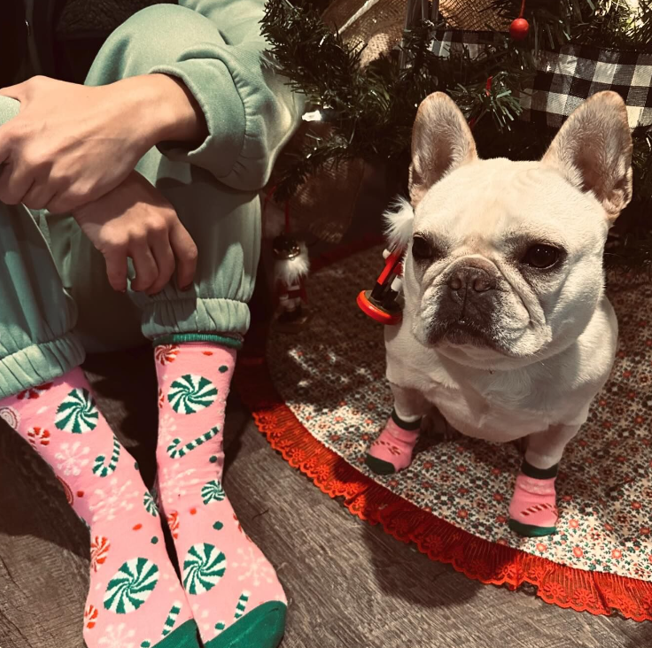 french bulldog with lainey wilson