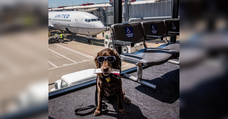 airport dog