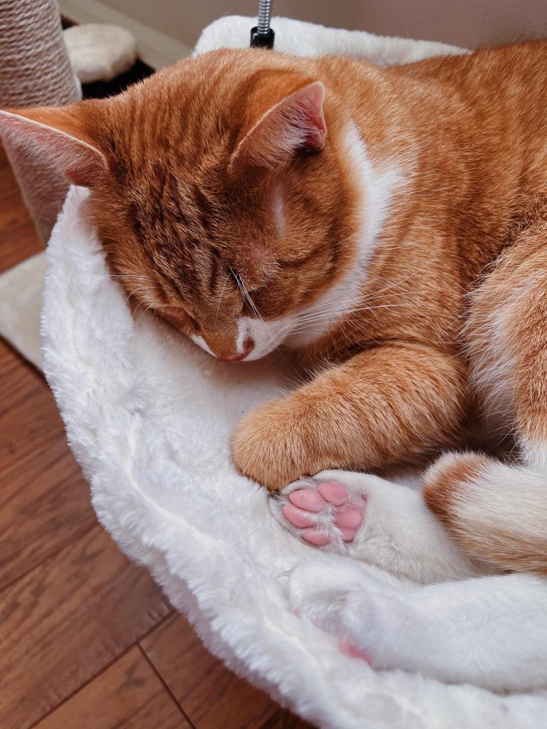 An orange and white cat is curled up, asleep. One paw with toe beans can be seen.