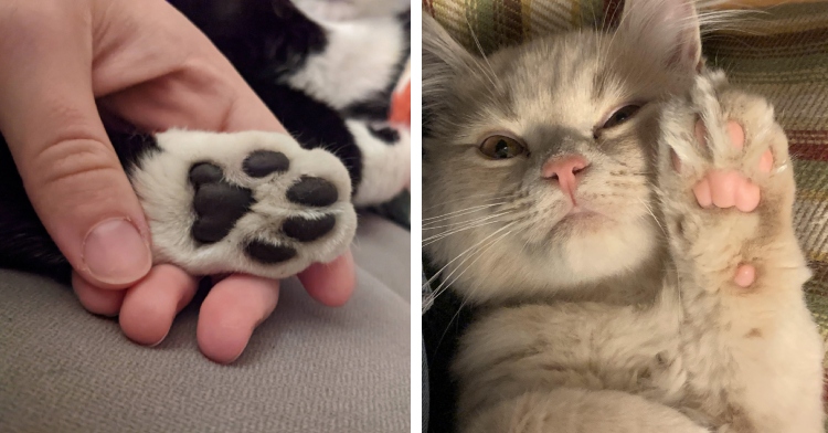 A two-photo collage. The first shows a close up of someone gently holding on to a cats paw to show off their toe beans. The cat is mainly black but the bottom of their paw is white. Their toe beans are black. The second photo shows a white cat laying on their back, one paw up as if waving. Their toe beans can be seen.