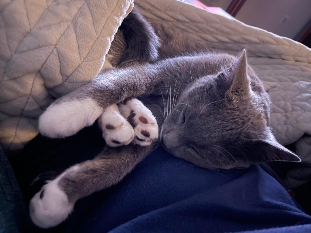 A small grey cat curled up with half of her body under a blanket. Her toe beans can be seen on four of her paws.