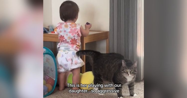 A cat saved from euthanasia plays with her new family's toddler.