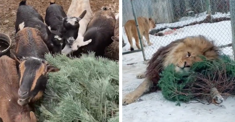 A two-photo collage. The first shows six goats gathered around a Christmas tree, some of them eating it. A second photo shows a lion nuzzling up to a Christmas tree laying on the snow-covered ground.