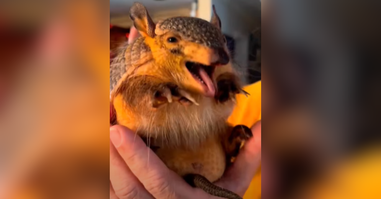 Cute baby armadillo