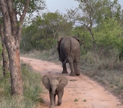 A baby elephant charges forward while their adult's back is turned.
