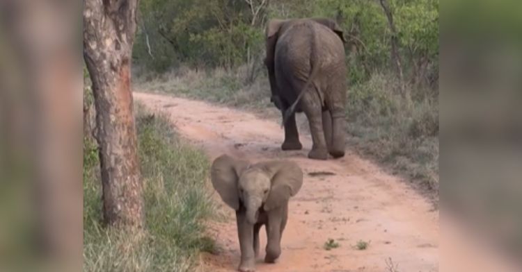 A baby elephant charges forward while their adult's back is turned.