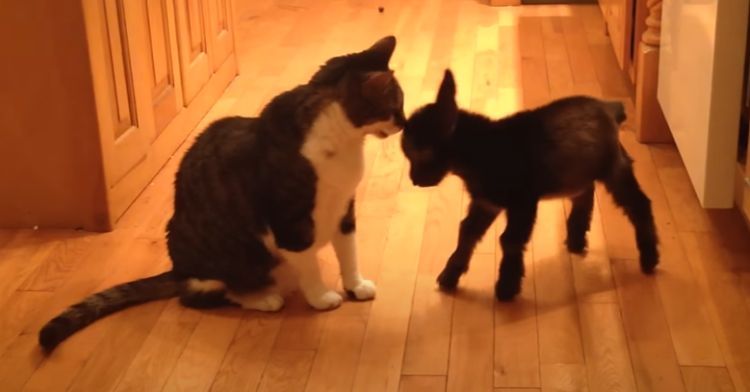 A baby goat attempts to headbutt a cat, who is larger.