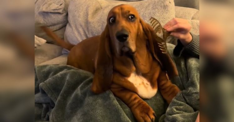 A basset hound is afraid of his owner's hair clip.