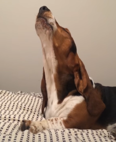 Dean the basset hound leans his head back, howling — this is the howl before the moo and fart.