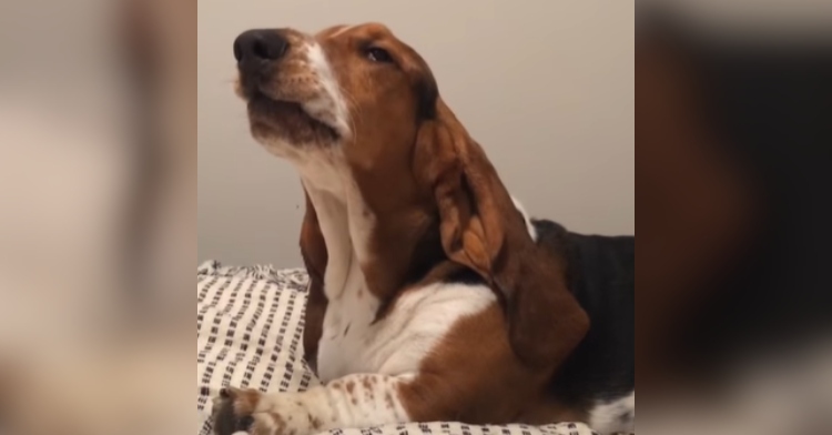 Basset hound looks confused after he let out a moo and a fart.