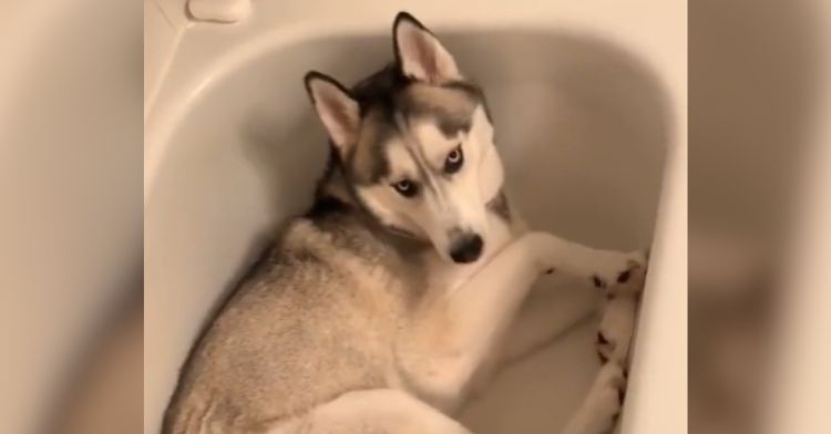 A husky is curled up inside an empty bathtub.