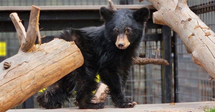An abandoned bear cub has been adopted.