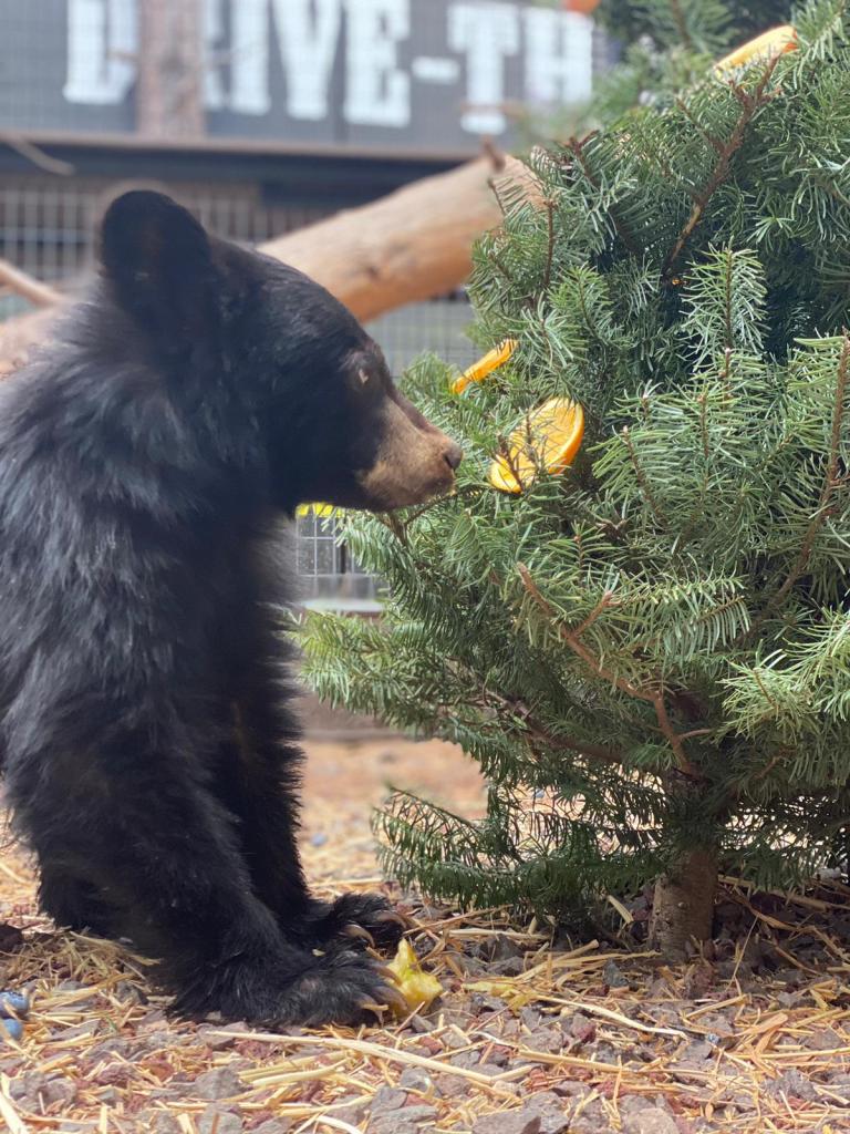 A rescued bear cub sniffing a Christmas tree. 