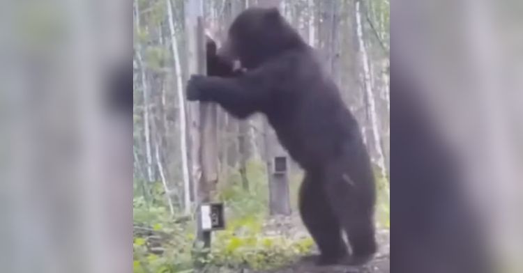 A bear tries to break a mirror in the woods.