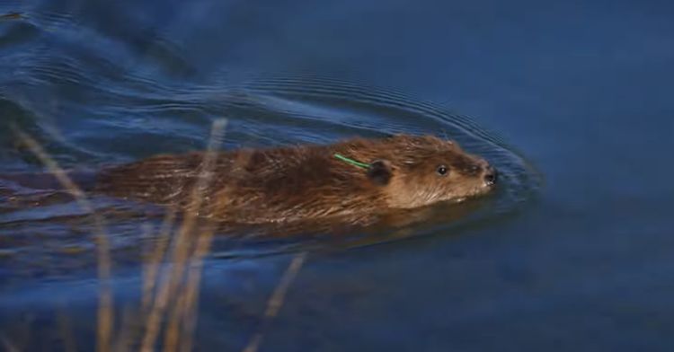A beaver swims in their new California home.