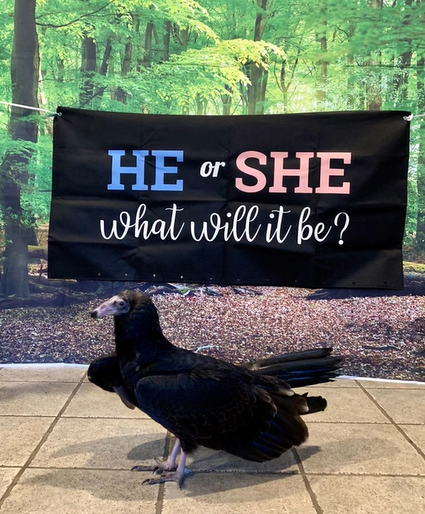 A bird sanctuary has a gender reveal party for a turkey vulture. 