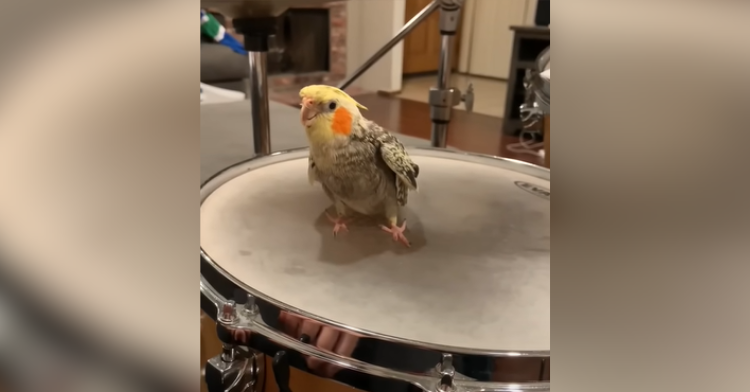 bird on drum set
