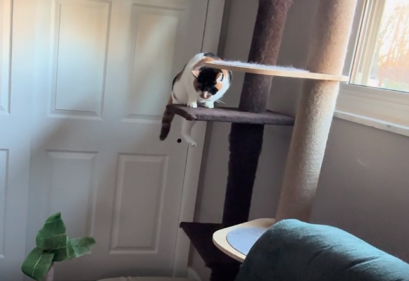 A blind kitty climbs down her cat tree. 