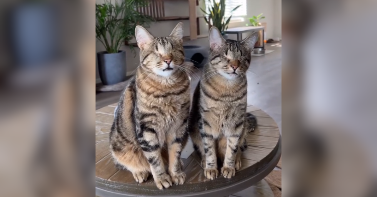 Two blind cats stand next to each other