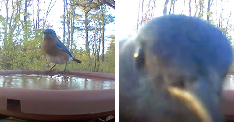 A bluebird standing on a frozen birdbath, then angrily pecking at the camera.