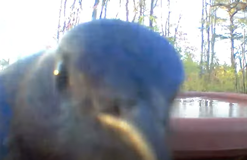 An angry bluebird pecking at the camera lens.