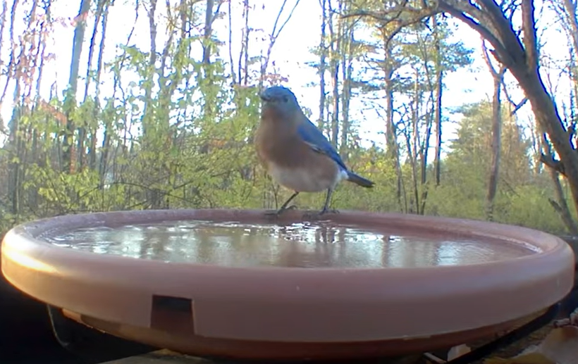 A bluebird standing on a frozen birdbath.