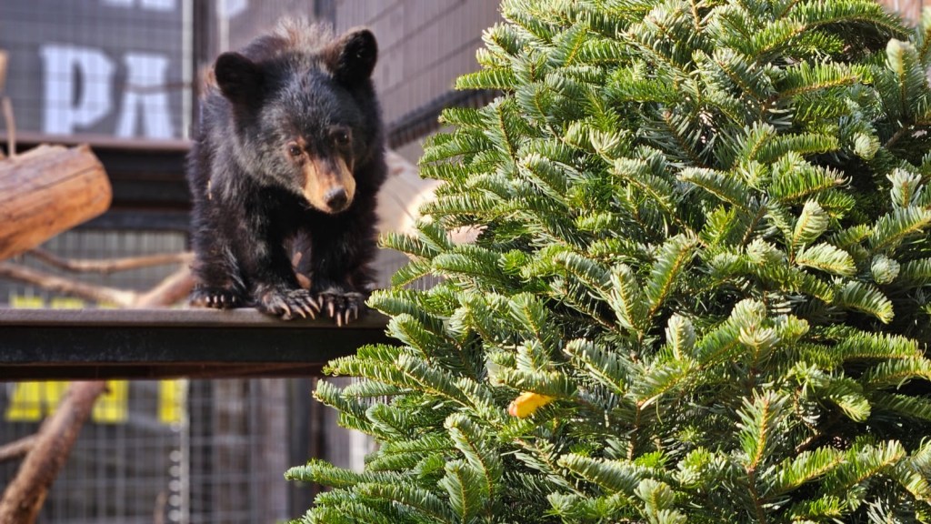 A small bear cub gets used to his new home at Bearizona Wildlife Park. 