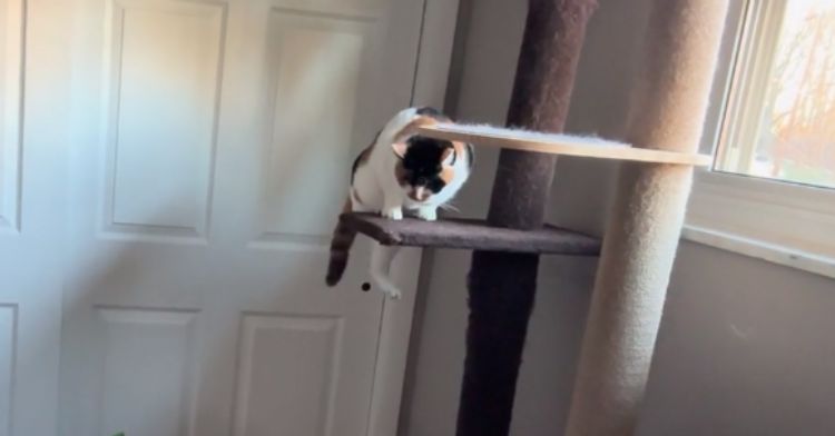 A blind kitty climbs down her cat tree.