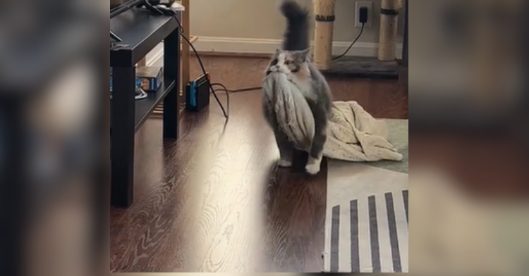 cat dragging blanket