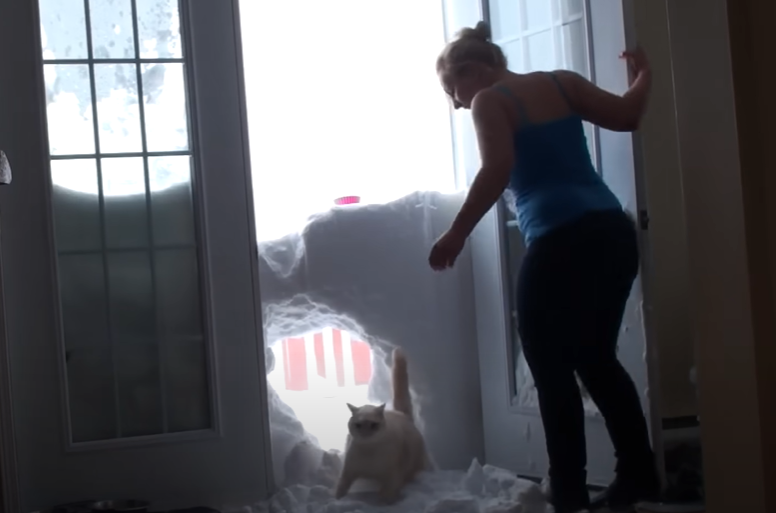 A cat jumps through the snow to get into the house. 