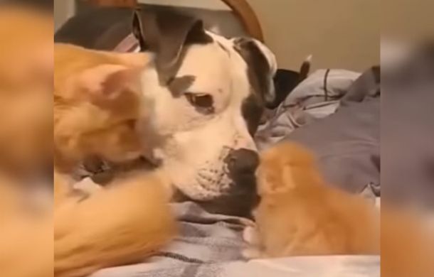 A cat introduces kitten to a dog as the three cuddle on a bed.
