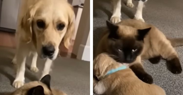 A helpful cat cuddles a crying golden retriever puppy.