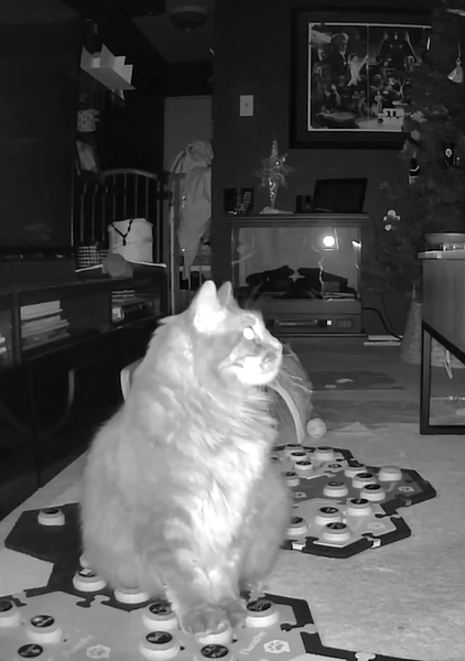 Jessie's cat, Roscoe, looks up at mom who can't be seen in this image. He's stepping on one of his buttons used to "talk" to her as he prescribes her catnip for her migraine.