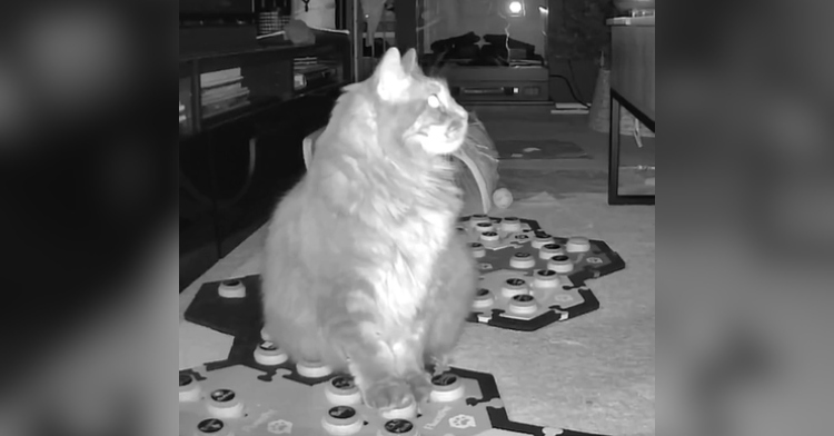 Jessie's cat, Roscoe, looks up at mom who can't be seen in this image. He's stepping on one of his buttons used to "talk" to her as he prescribes her catnip for her migraine.