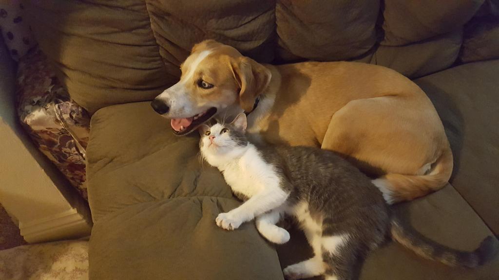 A small cat looks up at a large dog.