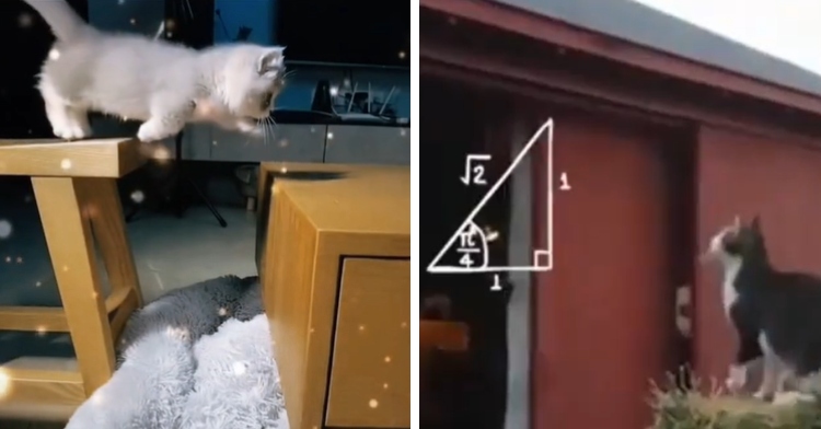 A two-photo collage. The first photo shows a small kitten starting to jump a small distance between two tables. The second shows a cat sitting outside, looking up at a building. An image of a math problem has been added to the photo.