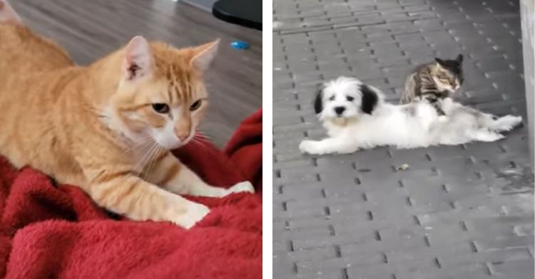 Cats making biscuits on unusual surfaces.