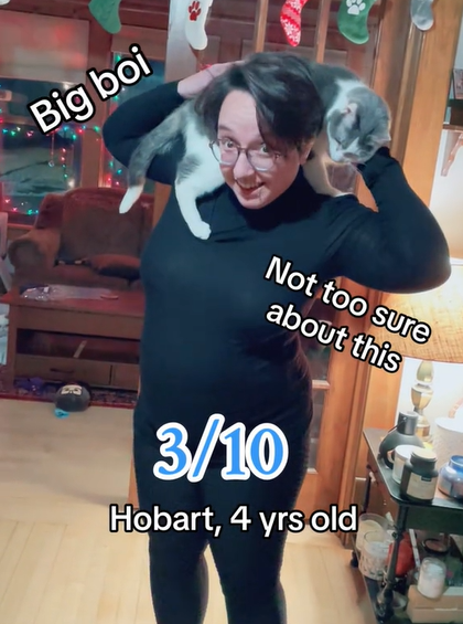 Hobart, one of Alex's cats, recreate the photo of Taylor Swift and Benjamin did for Time magazine. Hobart is partially standing around her shoulders.
Text on the image reads:
Big boi
Not too sure about this
3/10
Hobart, 4 yrs old