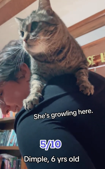 Dimple, one of Alex's cats, recreate the photo of Taylor Swift and Benjamin did for Time magazine. It's close up as the cat rests on Alex's shoudlers.
Text on the image reads:
She's growling here.
5/10
Dimple, 6 yrs old