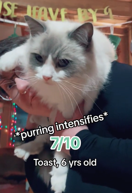 Toast, one of Alex's cats, recreate the photo of Taylor Swift and Benjamin did for Time magazine. She's pretty securely around Alex's shoulders, though she's squirming a bit.
Text on the image reads:
purring intensifies
7/10
Toast, 6 yrs old