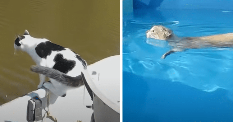cats swimming
