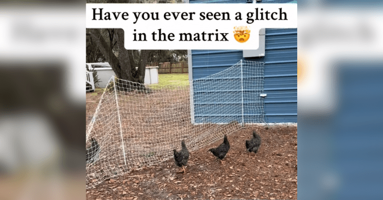 chickens frozen in place with the caption "Have you ever seen a glitch in the matrix"