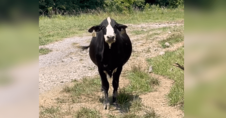 cow on grass