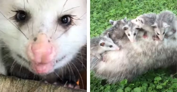 Opossums are actually very cute!